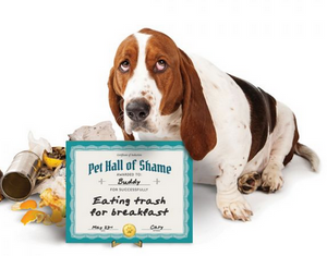 Pet Shaming Dry Erase Board - Southern Fashionista Boutique 
